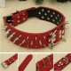 S Spiked Studded Leather Pet Bulldog Dog Mastiff Heavy Collar