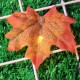 5m Fall Maple Leaf Garland 20 LED Maple Leaves Fairy Lights Maple Leaf String Light