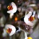 Solar Powered 5M 20LEDs Waterproof Black Yellow Bee Fairy String Light for Garden Party Christmas