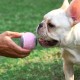 Pet Dog Tennis Chasing Training Roller Ball Toys Form