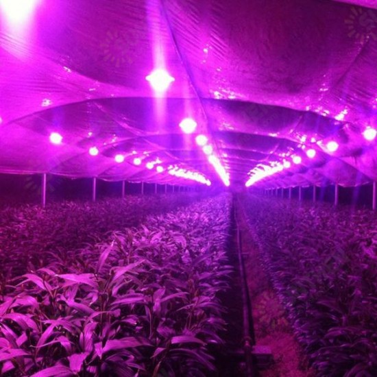 20W LED Full Spectrum Plant Grow Light DIY COB Chip AC220V