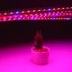 5PCS 50CM SMD5050 Red:Blue 5:1 Grow Plant LED Strip Light with Connector for Greenhouse DC12V