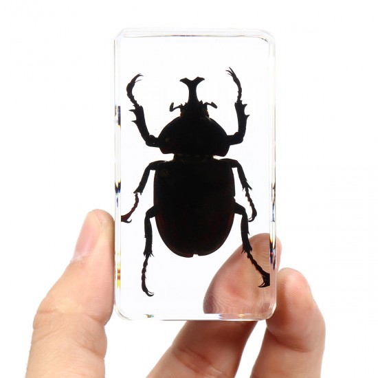 Clear Acrylic Lucite Insect Specimen Spider Black Longhorn Beetle Scorpions Craft Science Toy