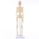 Mini Detachable Human Skeleton Bone Model Removable Arms Legs w Metal Stand Anatomical Medical Model