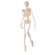 Mini Detachable Human Skeleton Bone Model Removable Arms Legs w Metal Stand Anatomical Medical Model