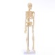 Mini Detachable Human Skeleton Bone Model Removable Arms Legs w Metal Stand Anatomical Medical Model