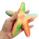 Squishy Starfish 14cm Soft Slow Rising With Packaging Collection Gift Decor Toy