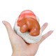 Squishy Foxy And Prawn Blanket Jumbo Sushi Toy Slow Rising With Packaging Box