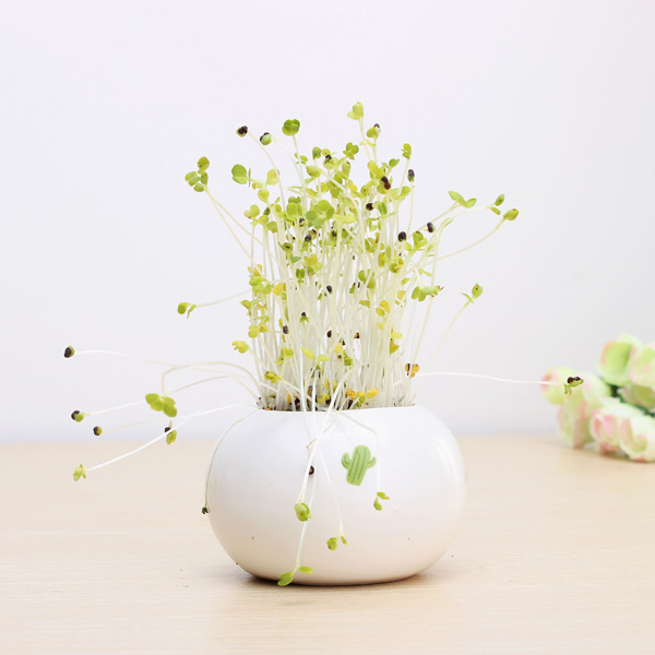 DIY-Mini-Ceramic-Cactus-Grass-Potted-Plant-Desktop-Office-Decor-965071-2