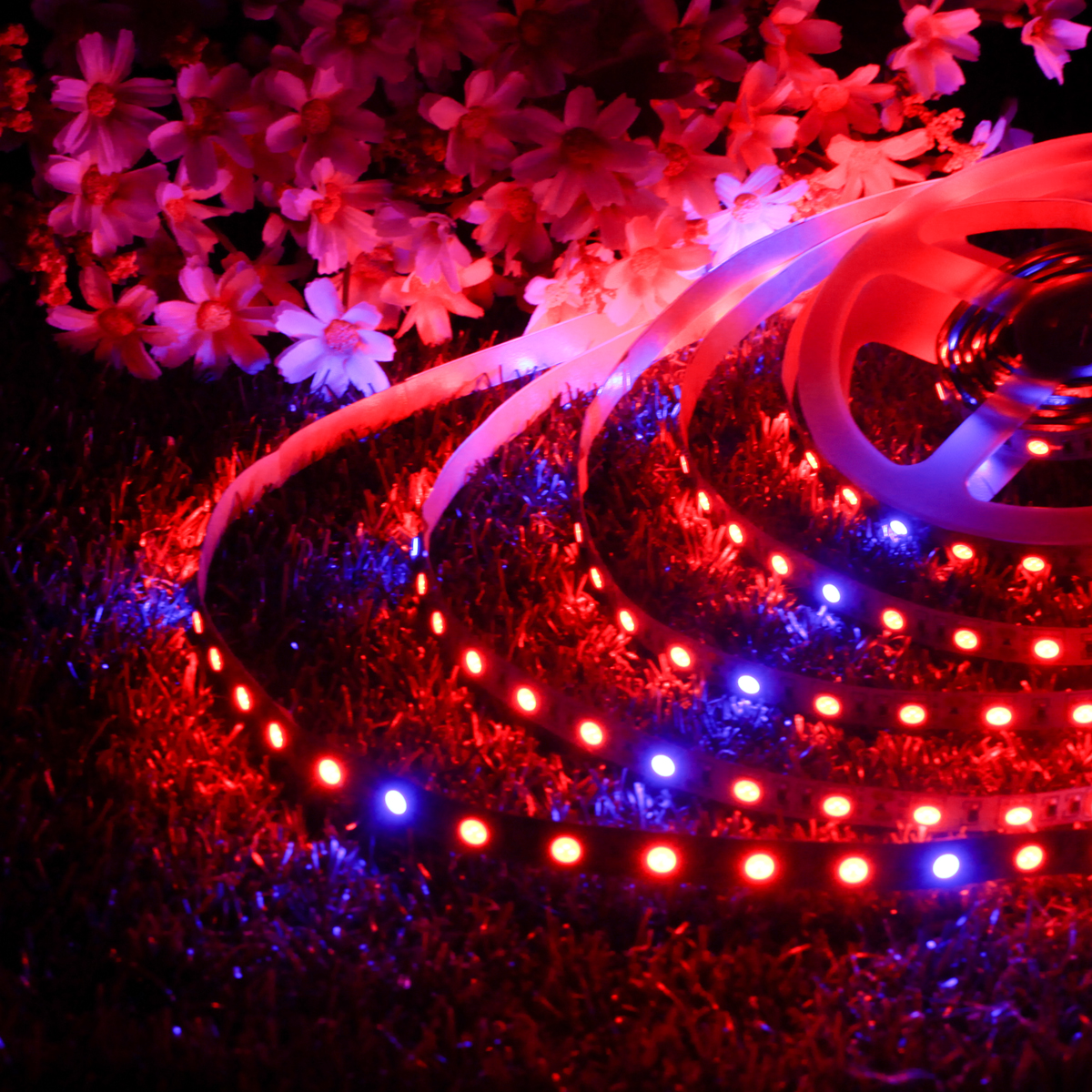 DC12V-5M-RedBlue-51-Non-waterproof-SMD5050-Full-Spectrum--LED-Strip-Grow-Light--Power-Supply-1282370-5