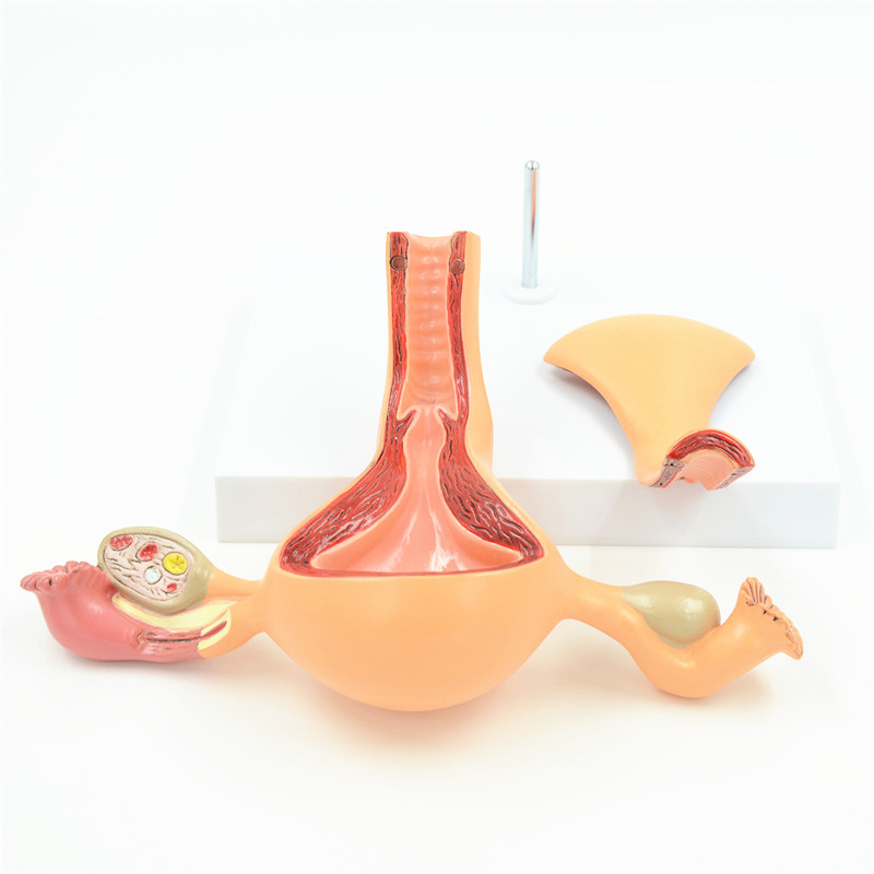 2-Part-Uterus-Ovary-Anatomical-Model-Anatomy-Cross-Section-Teaching-with-base-1223624-1