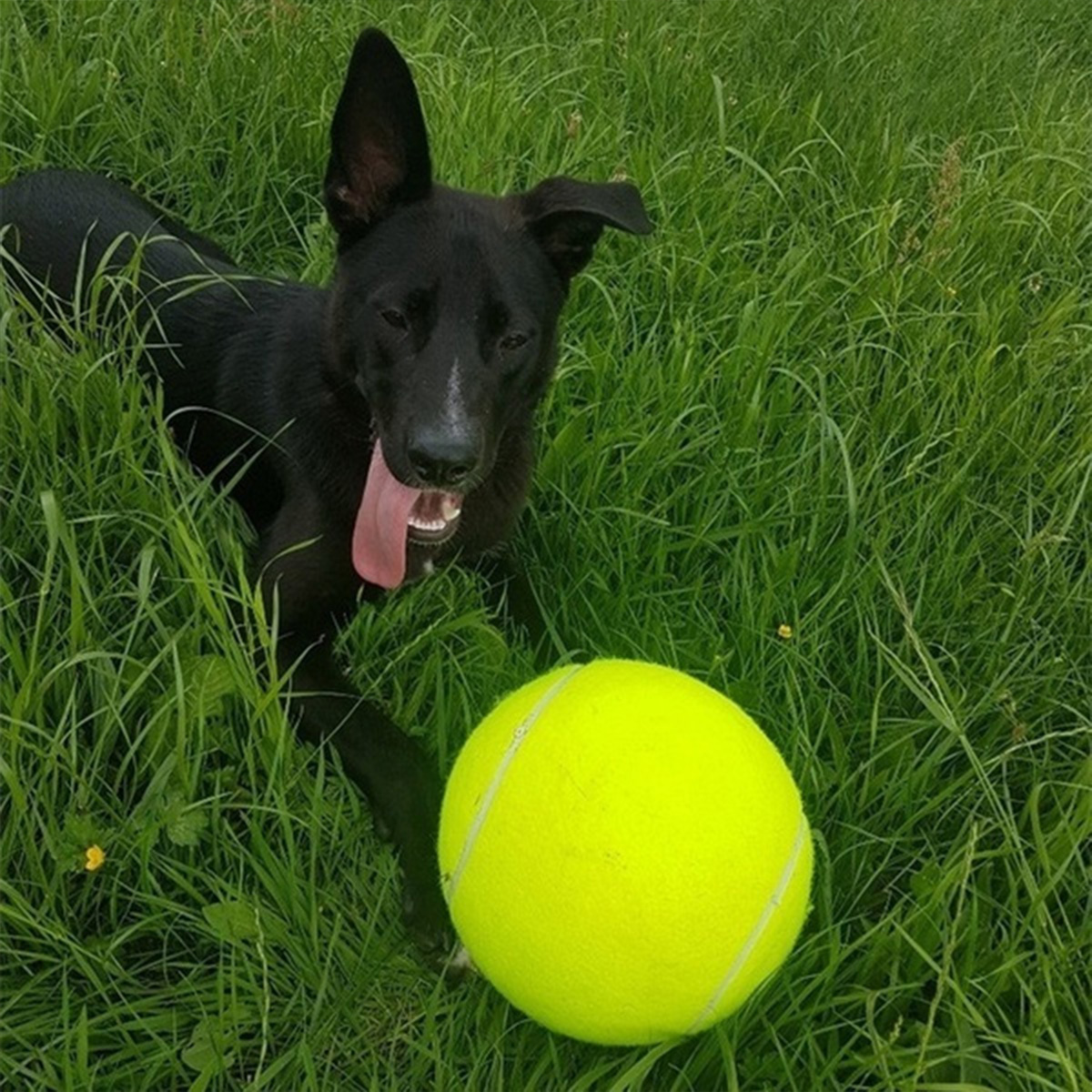 1-Pcs-Pet-Dog-Ball-Tennis-Ball-6cm24cm-Diameter-Rubber-Chew-Puppy-Toy-Clean-teeth-Bite-Toy-1817340-3